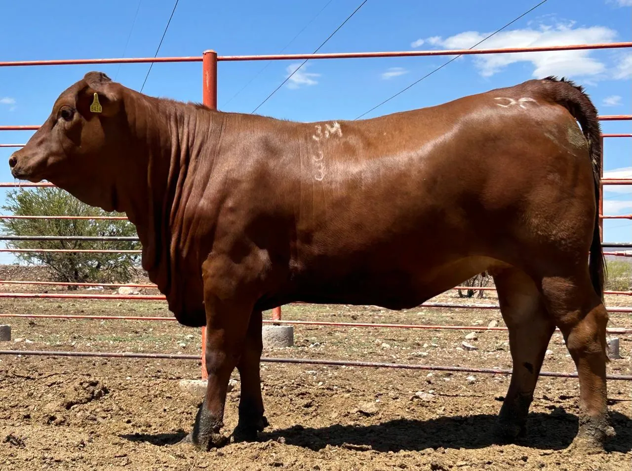 Labor Red Cow 333M (2)